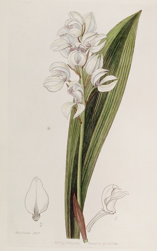 Sydenham Edwards - Lily-flowered Govenia
