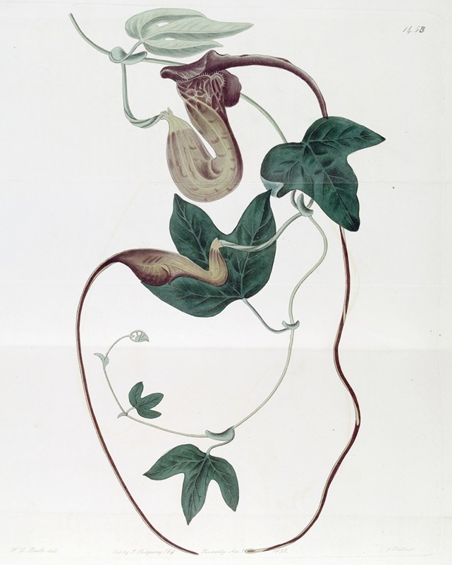 Sydenham Edwards - Livid-flowered Birthwort