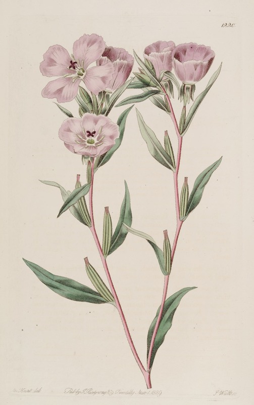 Sydenham Edwards - Long-branched Oenothera