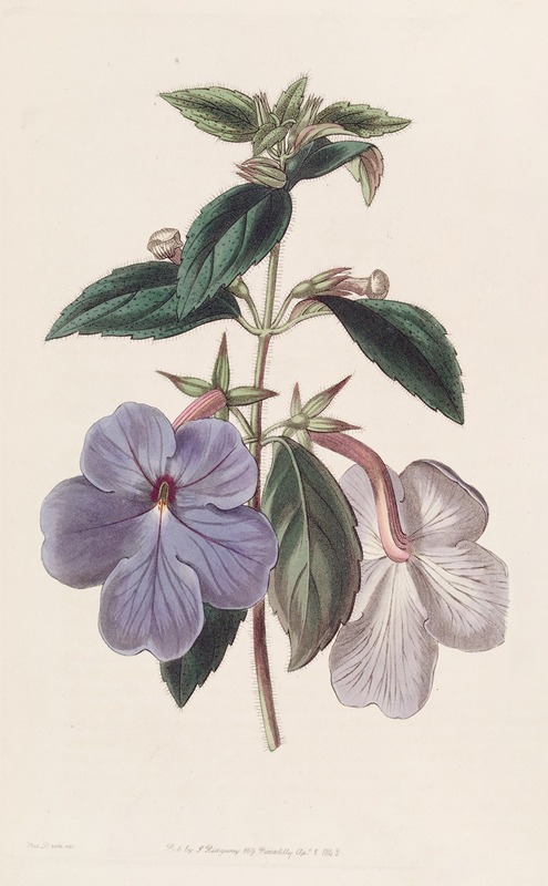 Sydenham Edwards - Long-flowered Achimenes