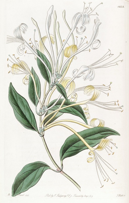 Sydenham Edwards - Long-flowered Honeysuckle