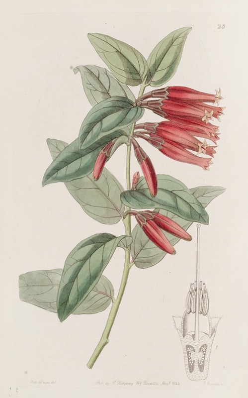 Sydenham Edwards - Long-flowered Macleania