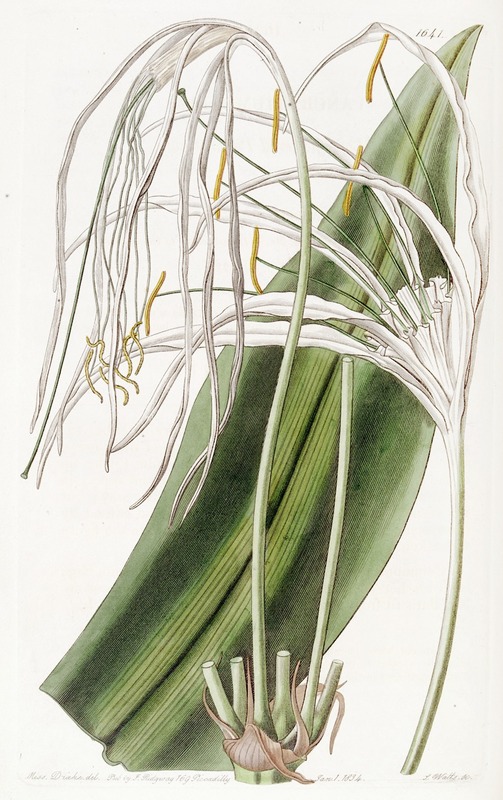 Sydenham Edwards - Long-flowered Pancratium