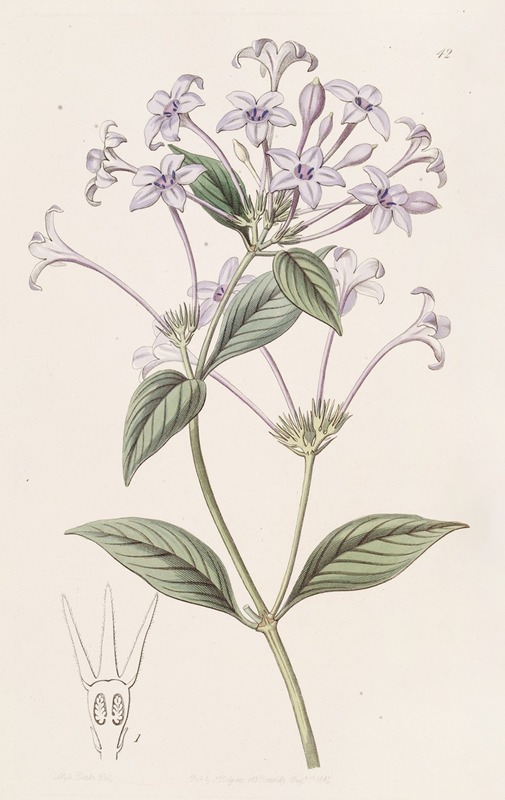 Sydenham Edwards - Long-flowered Rondeletia