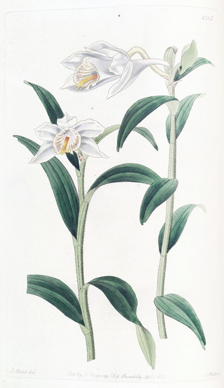 Sydenham Edwards - Long-horned Dendrobium