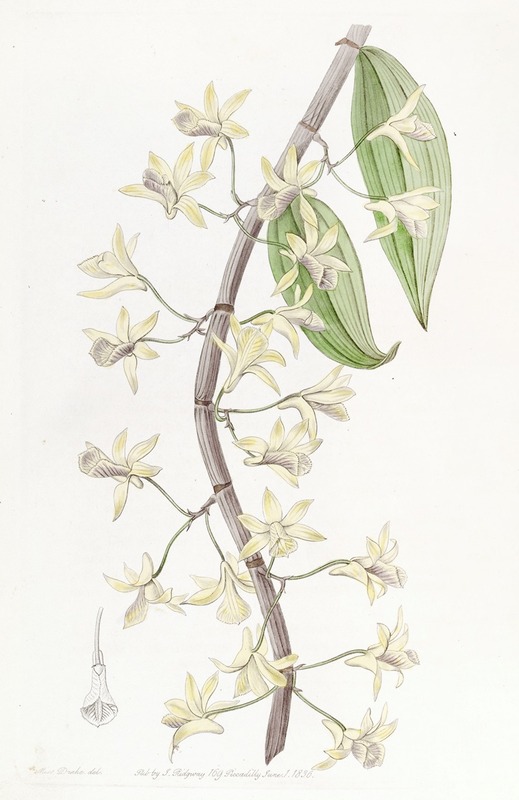 Sydenham Edwards - Long-spiked Dendrobium