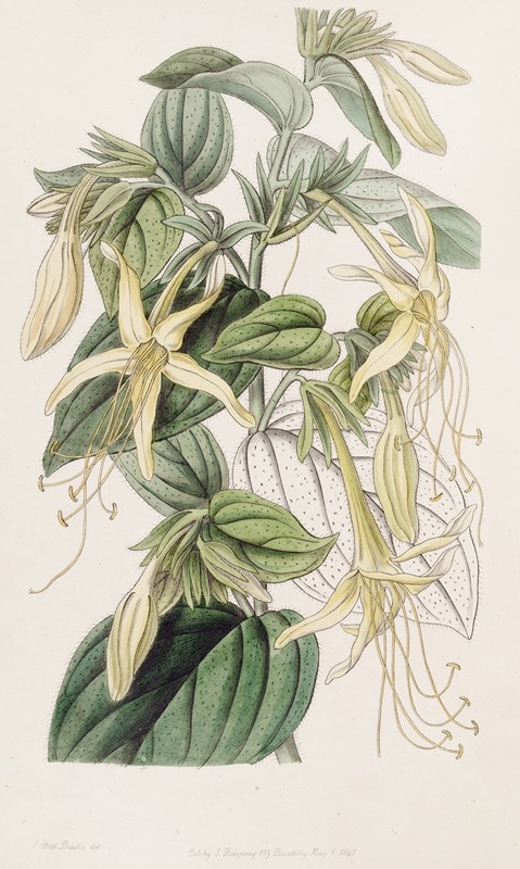 Sydenham Edwards - Long-stamened Macromeria