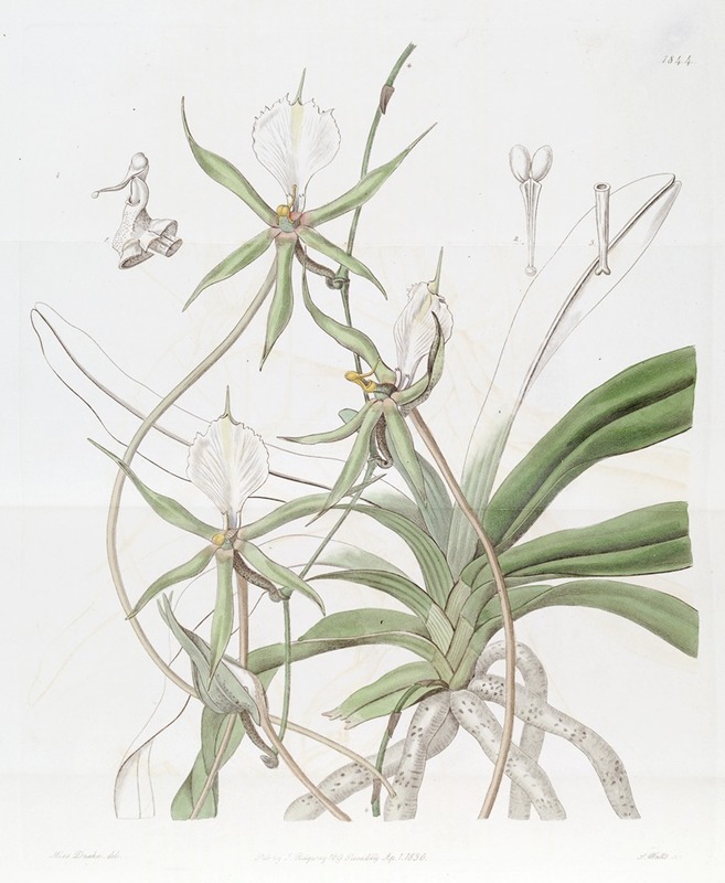 Sydenham Edwards - Long-tailed Angraecum