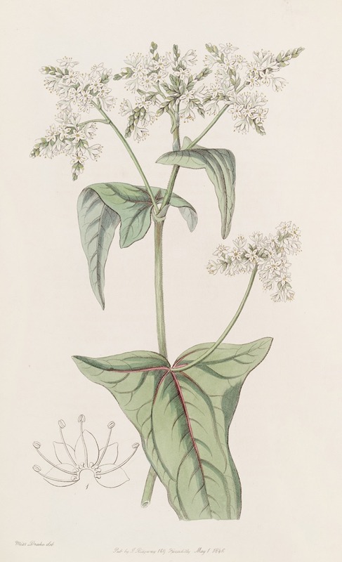 Sydenham Edwards - Loose-flowered Buckwheat