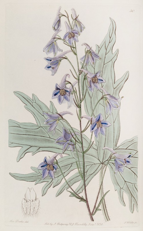 Sydenham Edwards - Loose-flowered Larkspur