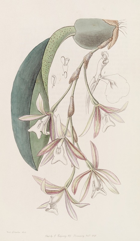 Sydenham Edwards - Loose-flowered Pilumna