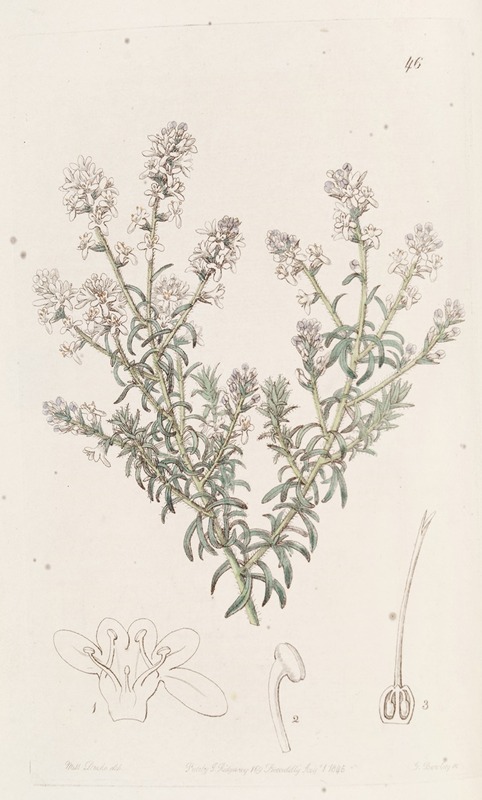 Sydenham Edwards - Loose-flowered Selago
