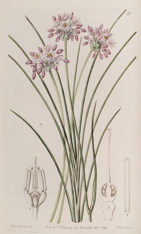 Sydenham Edwards - Loose-flowered Sowerbaea
