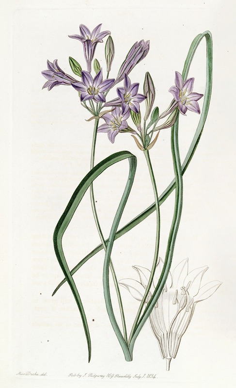 Sydenham Edwards - Loose-flowering Triteleia