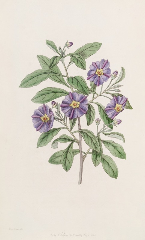 Sydenham Edwards - Lycium-like Solanum