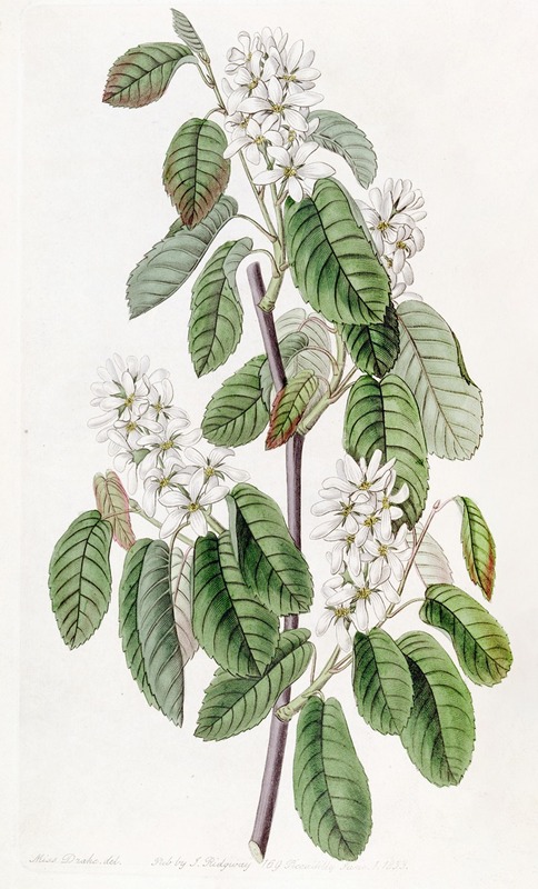 Sydenham Edwards - Many-flowered Amelanchier