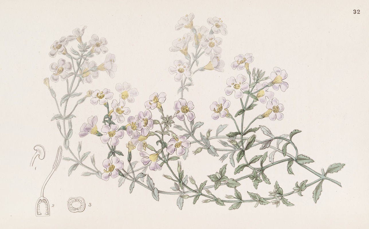 Sydenham Edwards - Many-flowered Chaenostome