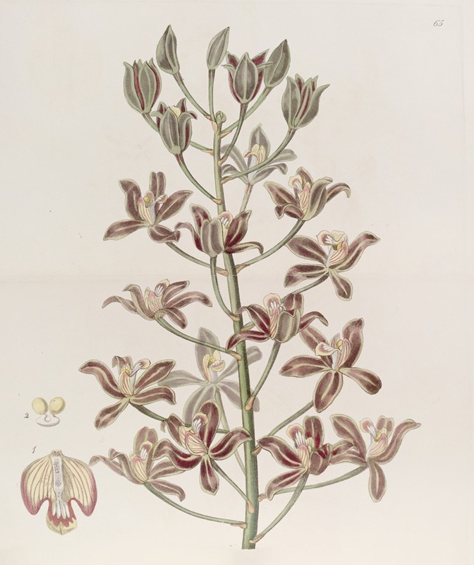 Sydenham Edwards - Many-flowered Letter-leaf