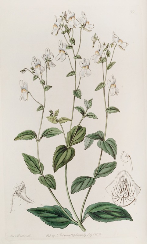 Sydenham Edwards - Many-flowered Nemesia