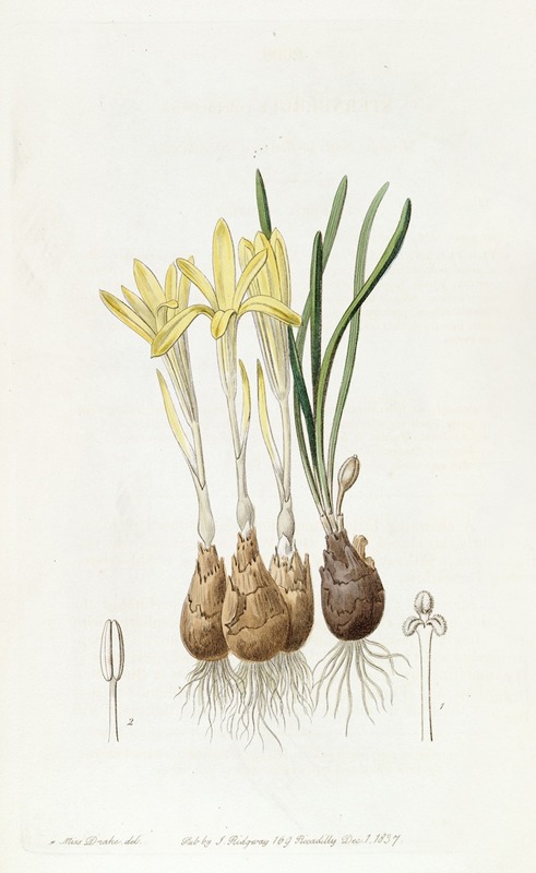 Sydenham Edwards - Meadow Saffron-flowered Sternbergia