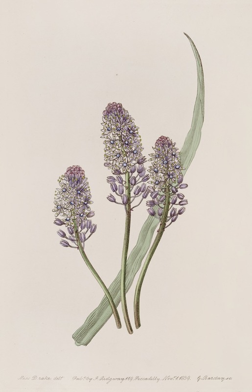 Sydenham Edwards - Meadow Squill