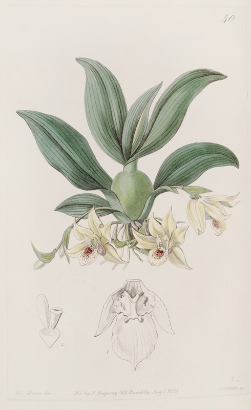 Messrs. Rollisson's Maxillaria by Sydenham Edwards - Artvee