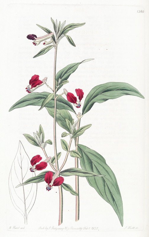 Sydenham Edwards - Mexican Two-petalled Cuphea