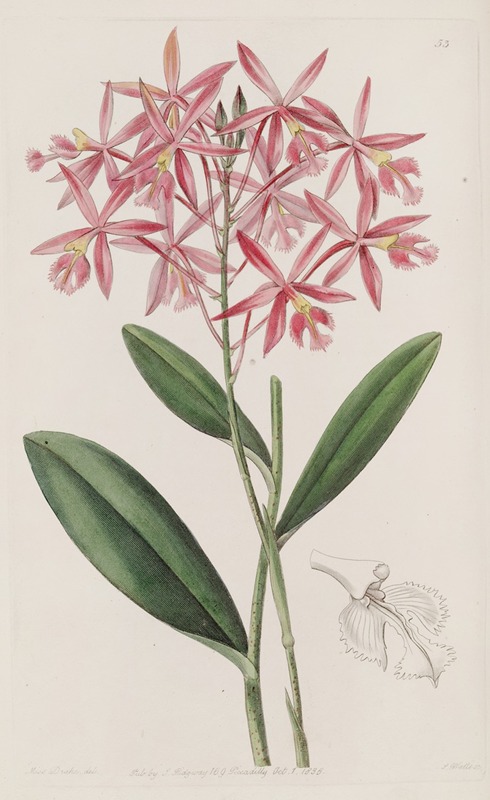 Sydenham Edwards - Mr. Schomburgk’s Epidendrum