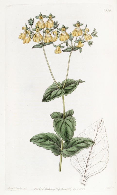 Sydenham Edwards - Mr. W. Herbert’s Calceolaria – Small-flowered variety