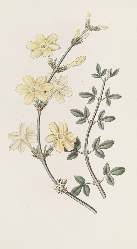 Sydenham Edwards - Naked-flowered Jasmine
