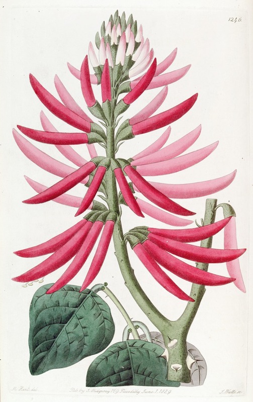 Sydenham Edwards - Naked-flowering Erythrina