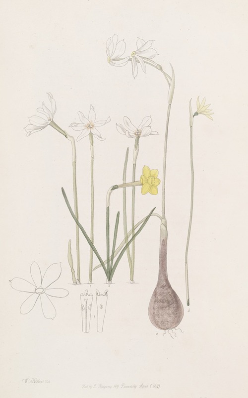 Sydenham Edwards - Narcissuses