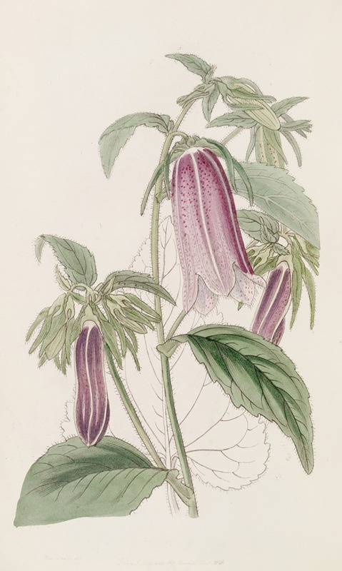 Sydenham Edwards - Noble Bell-flower
