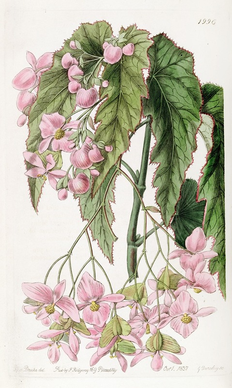 Sydenham Edwards - Noble-flowered Begonia