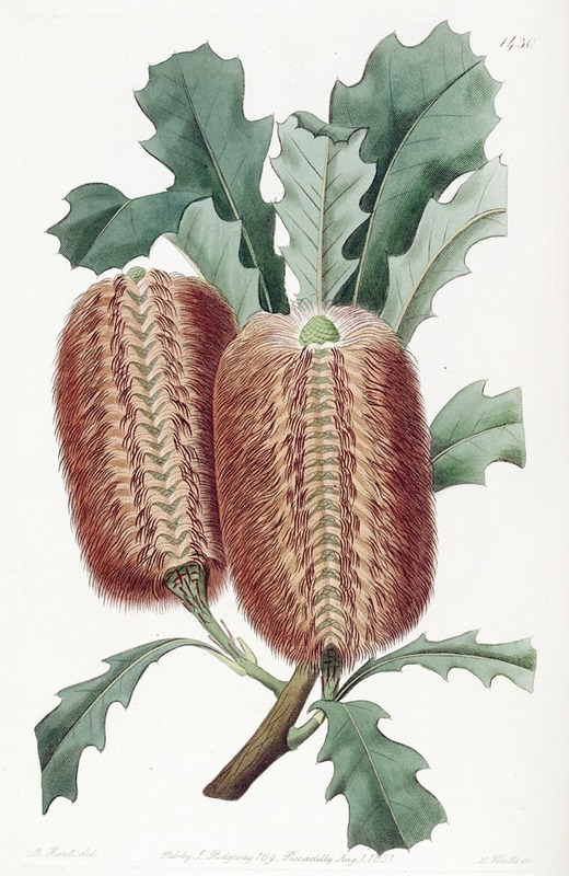 Sydenham Edwards - Oak-leaved Banksia