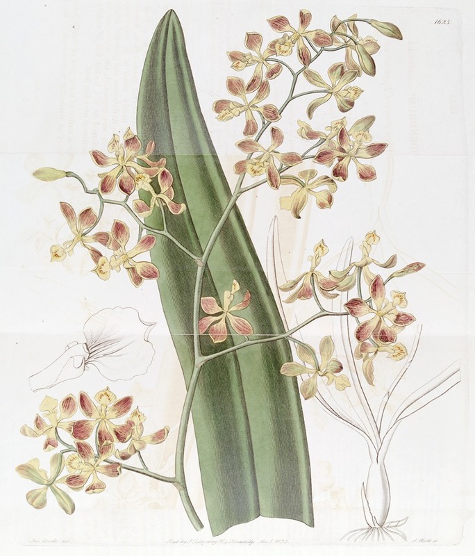 Sydenham Edwards - Oncidium-flowered Epidendrum