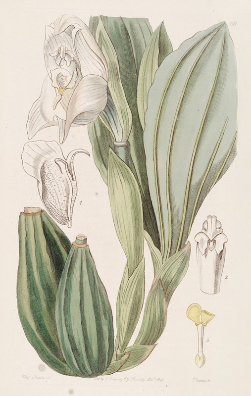 Sydenham Edwards - One-flowered Anguloa