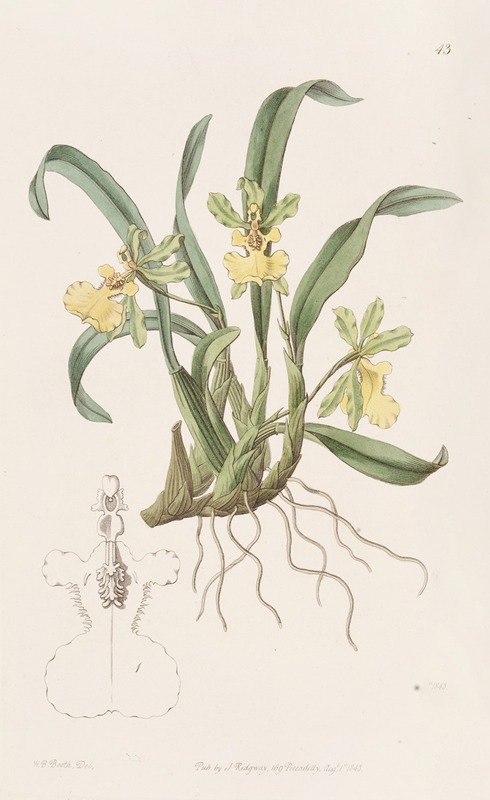 Sydenham Edwards - One-flowered Oncidium