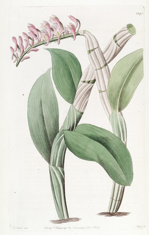 Sydenham Edwards - One-sided Dendrobium