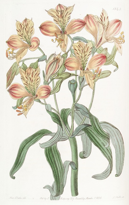 Sydenham Edwards - Orange-flowered Alstraemeria