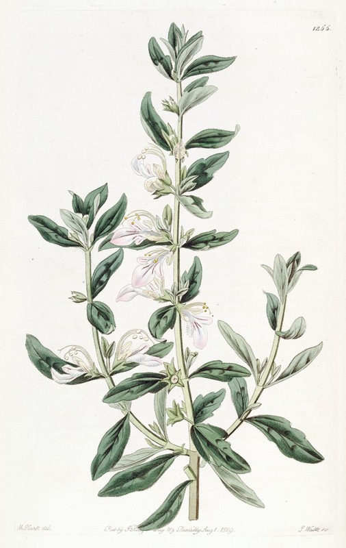Sydenham Edwards - Orchis-flowered Teucrium