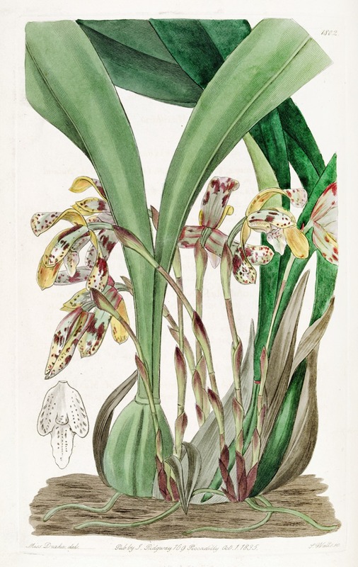 Sydenham Edwards - Painted Maxillaria