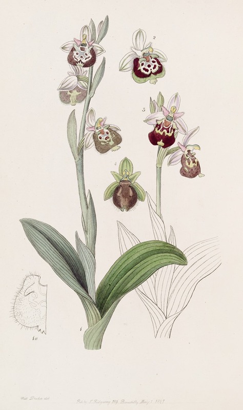 Sydenham Edwards - Painted-lipped Ophrys