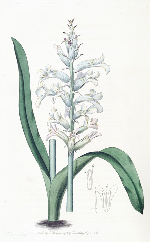Sydenham Edwards - Pale-blue-flowered Lachenalia