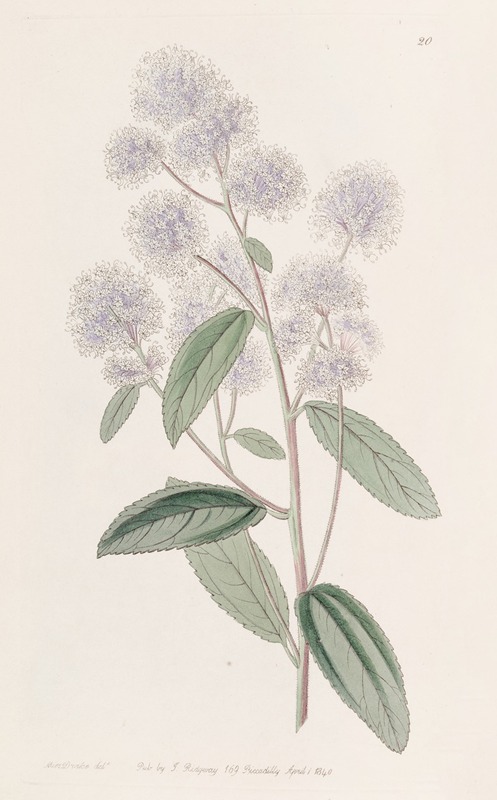 Sydenham Edwards - Pale-flowered Ceanothus