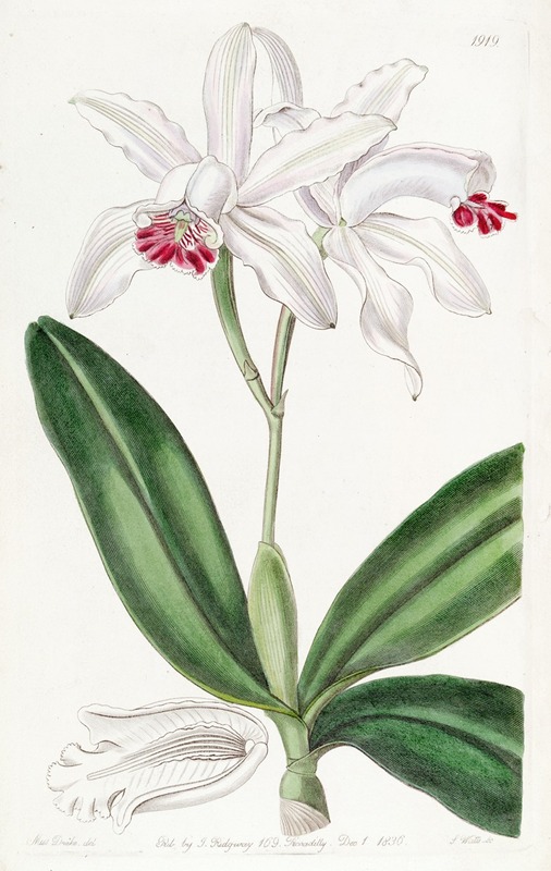Sydenham Edwards - Pale-flowered Intermediate Cattleya