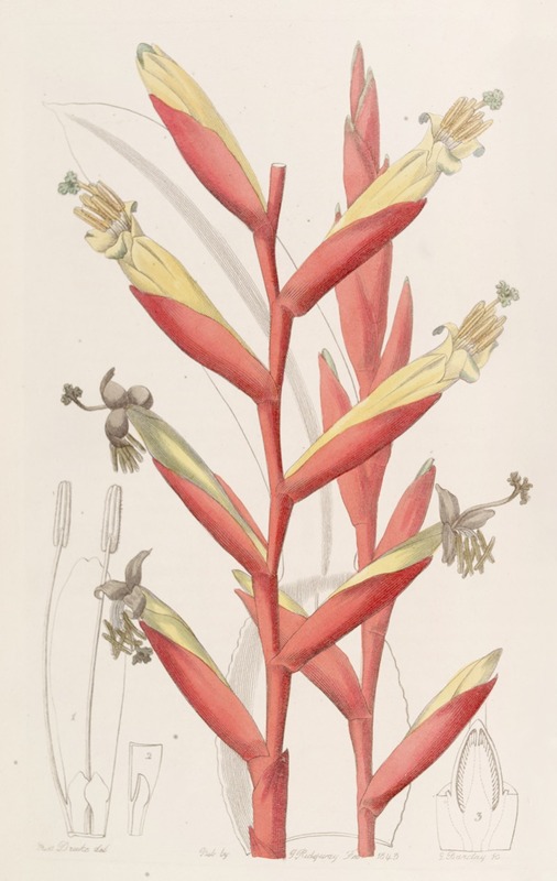 Sydenham Edwards - Parrot-flowered Vriesia