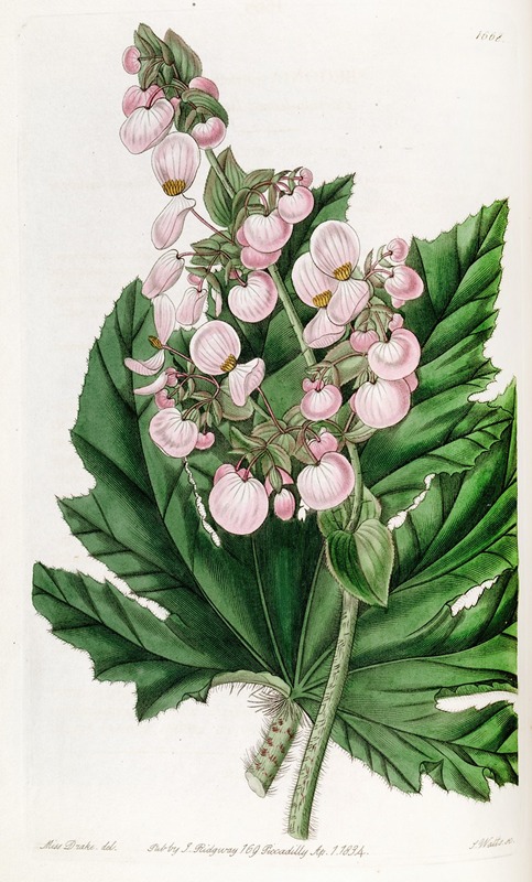 Sydenham Edwards - Parsnip-leaved Begonia