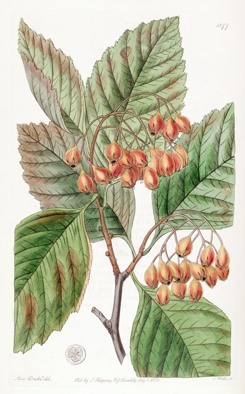 Sydenham Edwards - Pear-leaved Thorn