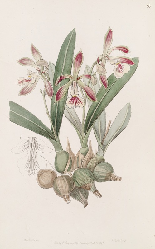 Sydenham Edwards - Pear-shaped Epidendrum